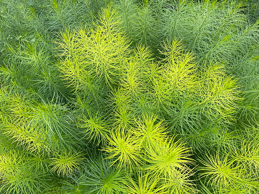 Color Photograph of Tufty Plants.